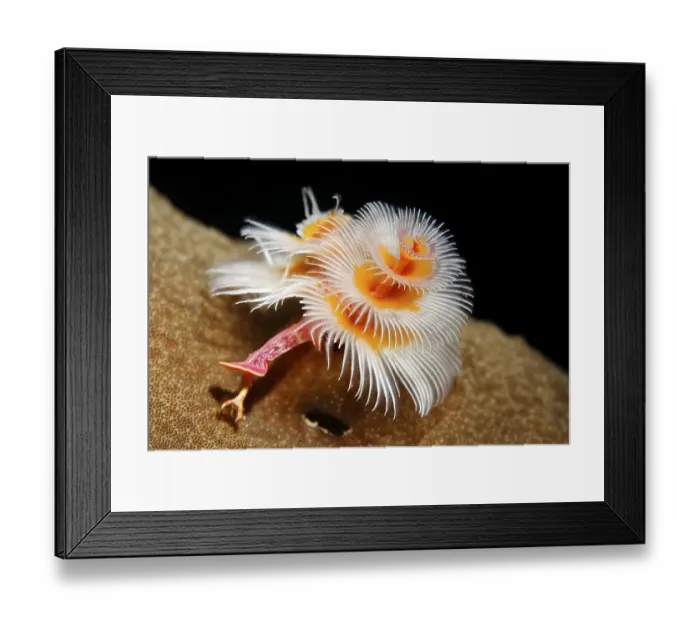 Framed Print : Orange Christmas tree worm (Spirobranchus giganteus) Framed Print : Orange Christmas tree worm (Spirobranchus giganteus)