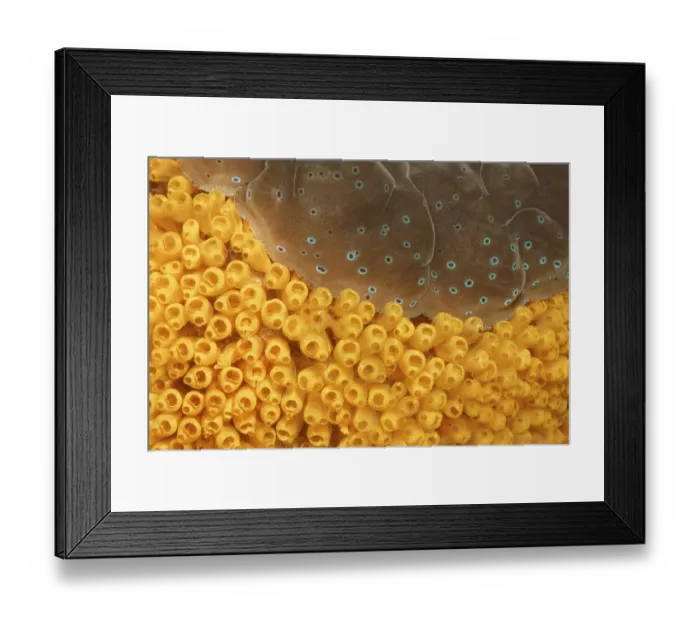 Framed Print : Colony of Sea Squirts (Ascidiacea) on a Giant Clam (Tridacna sp)