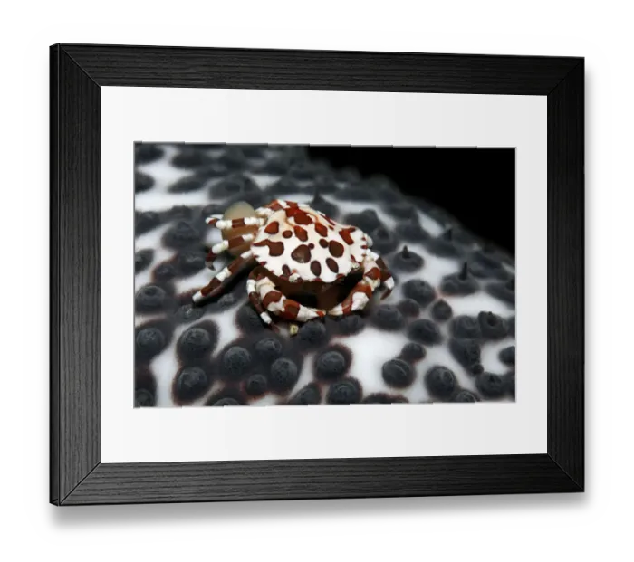 Framed Print : Anemone Crab (Lissocarcinus laevis) carrying its eggs on the abdomen