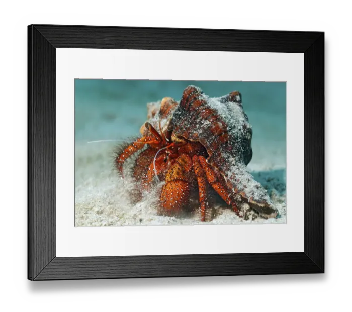 Framed Print : White-spotted Hermit Crab (Dardanus megistos) on sandy ground