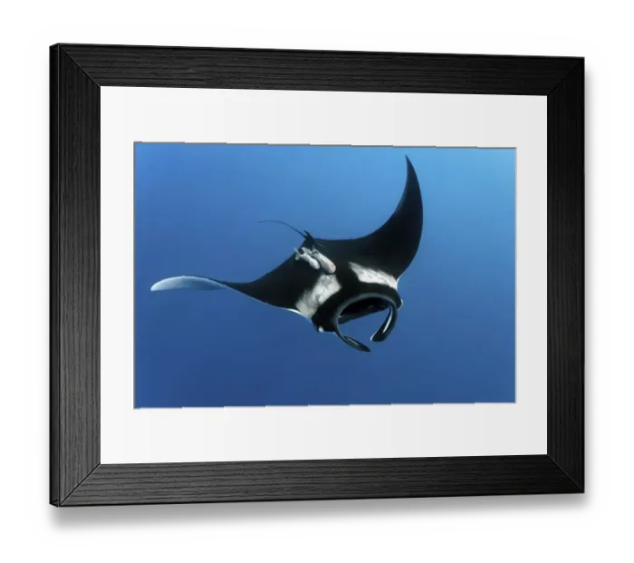 Framed Print : Reef manta ray (Manta alfredi)