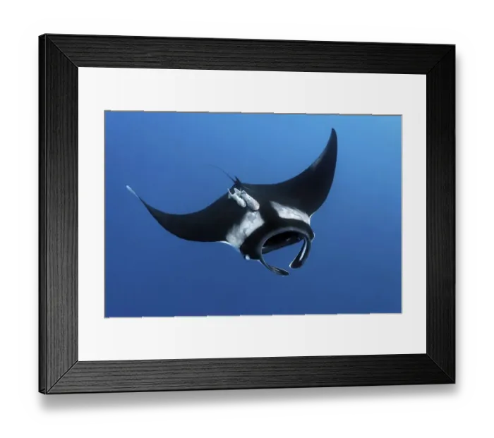 Framed Print : Reef manta ray (Manta alfredi)