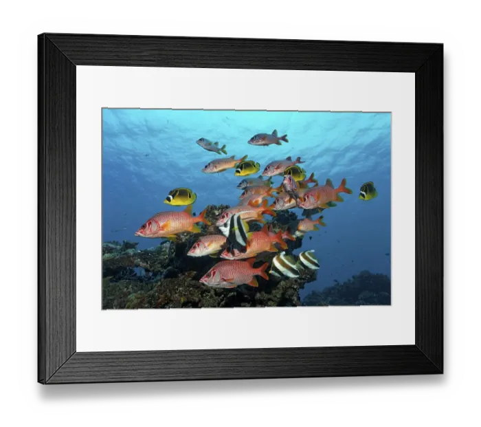 Framed Print : Shoal of Sabre Squirrelfish