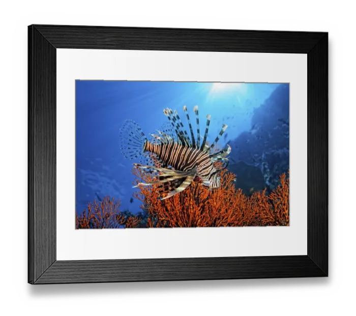 Framed Print : Pacific Red Lionfish (Pterois volitans)