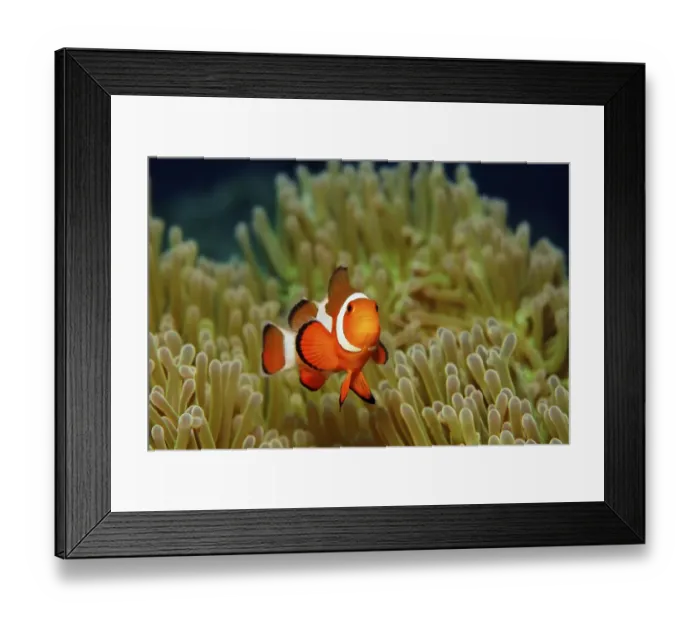 Framed Print : Ocellaris Clownfish or Common Clownfish (Amphiprion ocellaris)