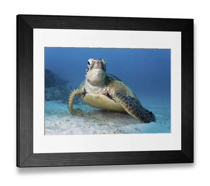 Framed Print : Green sea turtle (Chelonia mydas) resting on sandy seabed Framed Print : Green sea turtle (Chelonia mydas) resting on sandy seabed