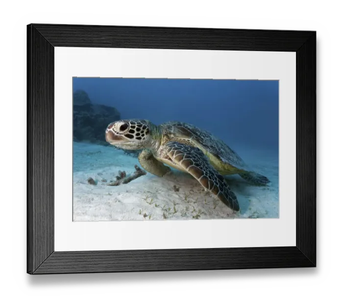 Framed Print : Green sea turtle (Chelonia mydas) on sandy seabed Framed Print : Green sea turtle (Chelonia mydas) on sandy seabed