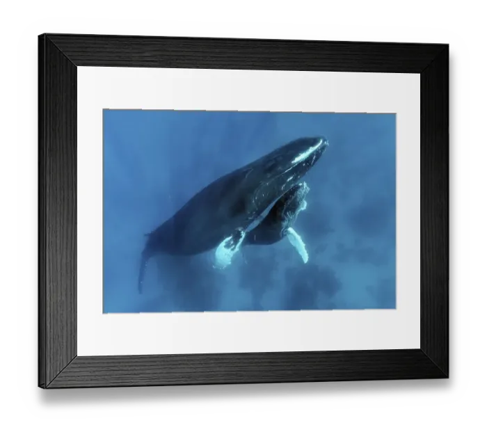 Framed Print : Humpback whale (Megaptera novaeangliae) with great injury to mouth Framed Print : Humpback whale (Megaptera novaeangliae) with great injury to mouth