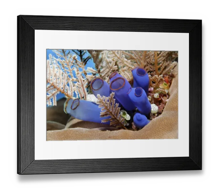Framed Print : Blue club tunicate (Rhopalaea crassa) and Stinging hydroid (Aglaophenia cupressina)
