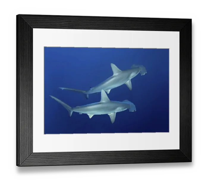 Framed Print : Two scalloped hammerhead sharks (Sphyrna lewini) swimming in open sea Framed Print : Two scalloped hammerhead sharks (Sphyrna lewini) swimming in open sea