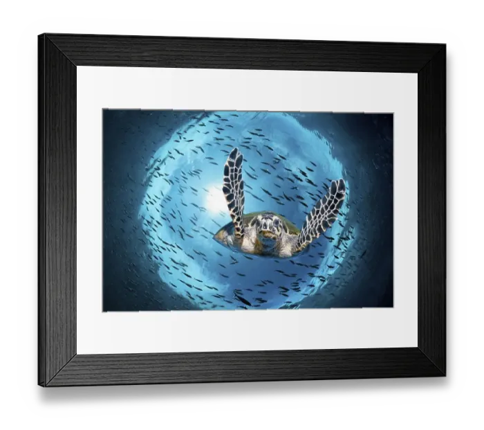 Framed Print : Green turtle (Chelonia mydas) diving under