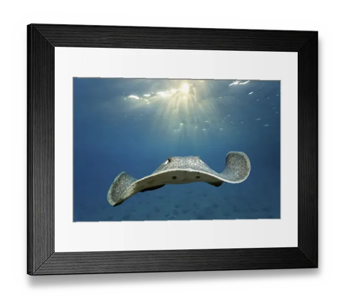 Framed Print : Blackspotted stingray (Taeniura meyeni)