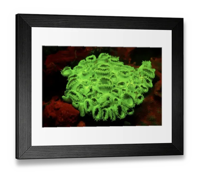 Framed Print : Fluoresce Coral zoanthid, Coral fluorescenc Palythoa tuberculosa