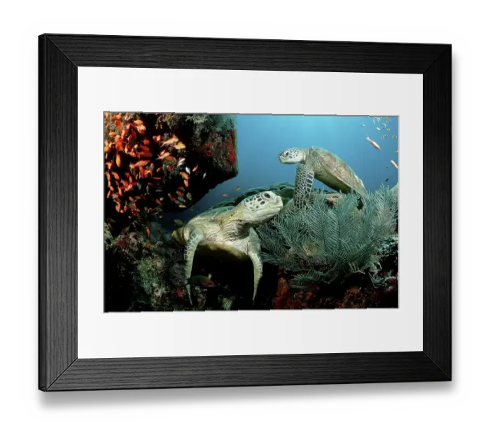 Framed Print : Two Green sea turtle, green turtles on a cleaner station Chelonia mydas