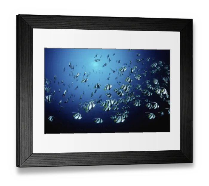 Framed Print : Pennant bannerfish Heniochus diphreutes Framed Print : Pennant bannerfish Heniochus diphreutes