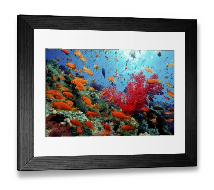 Framed Print : Lyretail anthias Pseudanthias squamipinnis