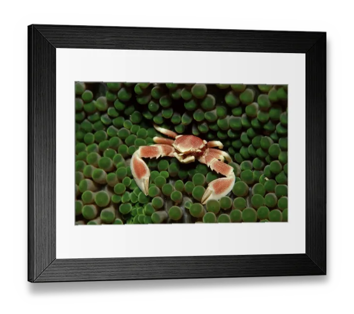 Framed Print : Spotted porcellanid crab (Neopetrolistes maculatus)