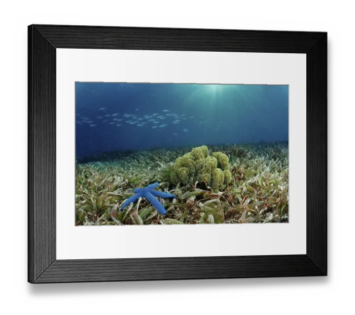 Framed Print : Blue Sea Star (Asteroidea) on seaweed Framed Print : Blue Sea Star (Asteroidea) on seaweed