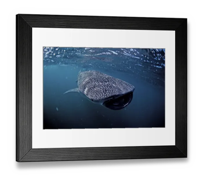 Framed Print : Feeding Whale shark (Rhincodon typus)