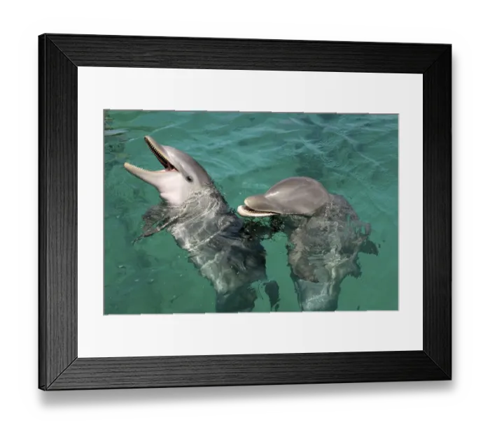 Framed Print : Bottlenose Dolphin (Tursiops truncatus) with young Framed Print : Bottlenose Dolphin (Tursiops truncatus) with young