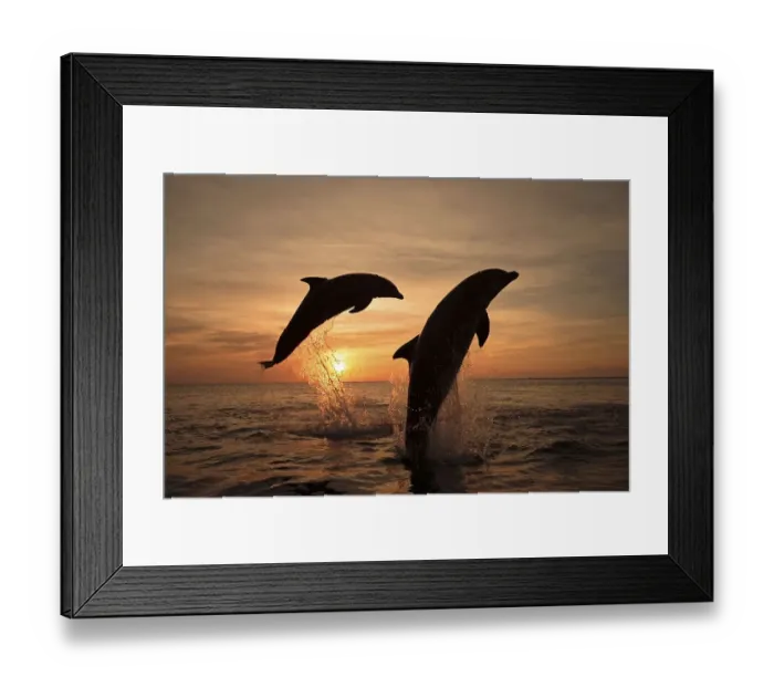 Framed Print : Bottlenose Dolphins (Tursiops truncatus)