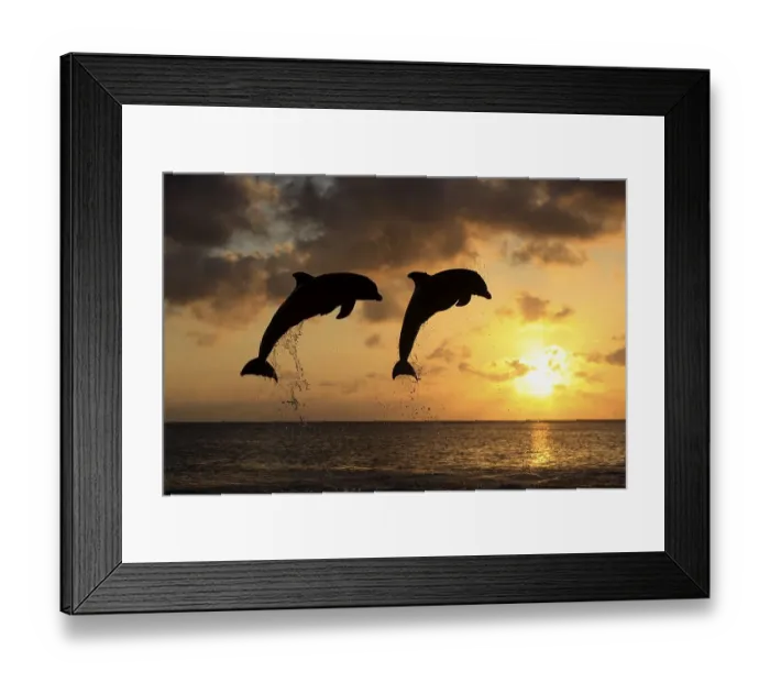 Framed Print : Two Common Bottlenose Dolphins (Tursiops truncatus)