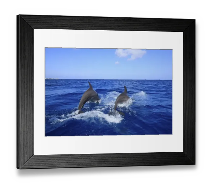 Framed Print : Two Common Bottlenose Dolphins (Tursiops truncatus) Framed Print : Two Common Bottlenose Dolphins (Tursiops truncatus)