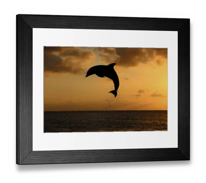 Framed Print : Bottlenose Dolphin (Tursiops truncatus)
