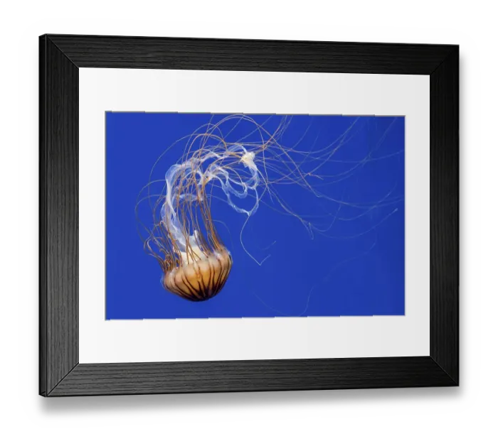 Framed Print : Japanese sea nettle (Chrysaora pacifica) jellyfish swimming underwater showing long trailing tentacles Framed Print : Japanese sea nettle (Chrysaora pacifica) jellyfish swimming underwater showing long trailing tentacles
