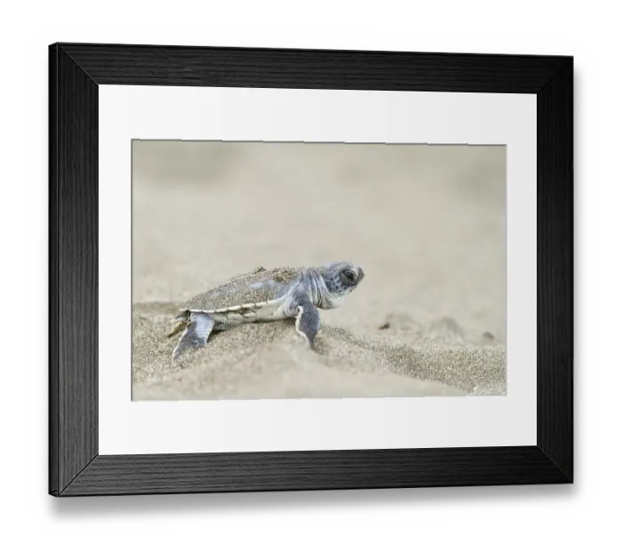 Framed Print : Young green sea turtle (Chelonia mydas) on the beach after hatching