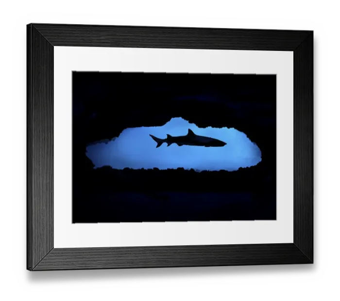 Framed Print : Whitetip reef shark (Triaenodon obesus) in a cave