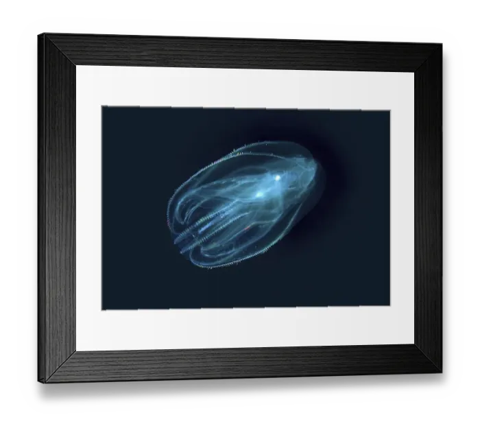 Framed Print : Warty comb jelly or Sea walnut (Mnemiopsis leidyi)