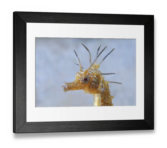 Framed Print : Short-snouted Seahorse (Hippocampus hippocampus) Framed Print : Short-snouted Seahorse (Hippocampus hippocampus)