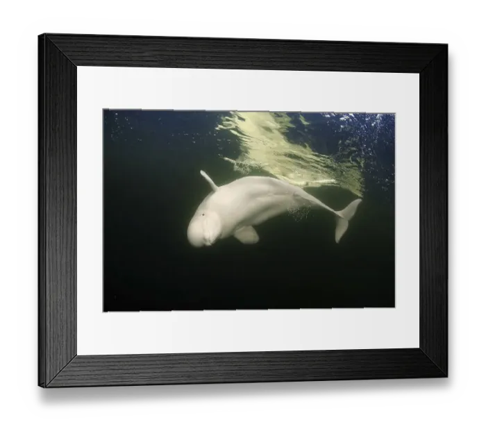 Framed Print : Beluga Whale or White Whale (Delphinapterus leucas) Framed Print : Beluga Whale or White Whale (Delphinapterus leucas)