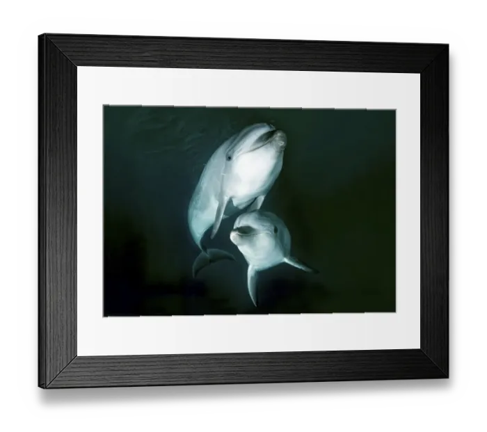 Framed Print : Common Bottlenose Dolphins or Atlantic Bottlenose Dolphins (Tursiops truncatus)