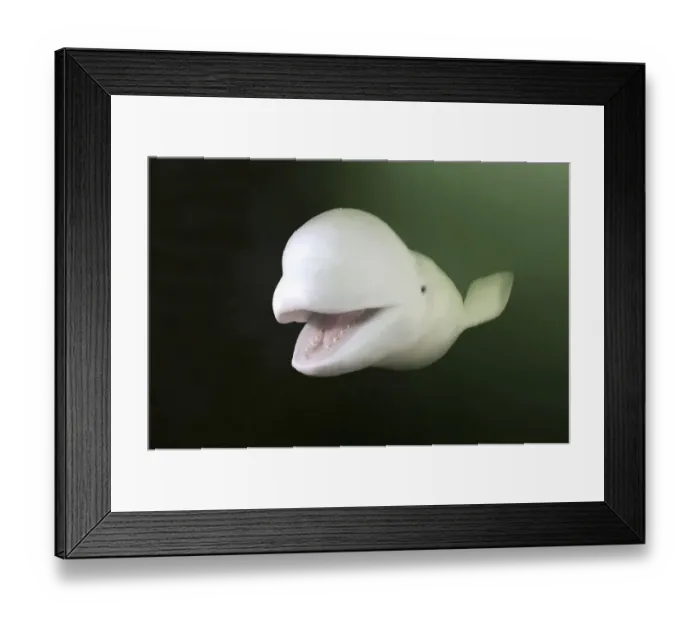 Framed Print : Beluga or White Whale (Delphinapterus leucas) Framed Print : Beluga or White Whale (Delphinapterus leucas)