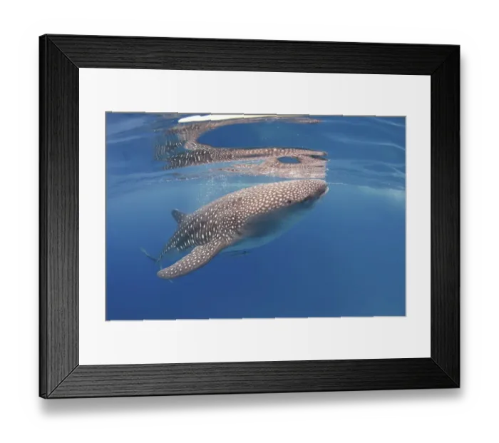 Framed Print : Whale Shark (Rhincodon typus), Bohol Sea