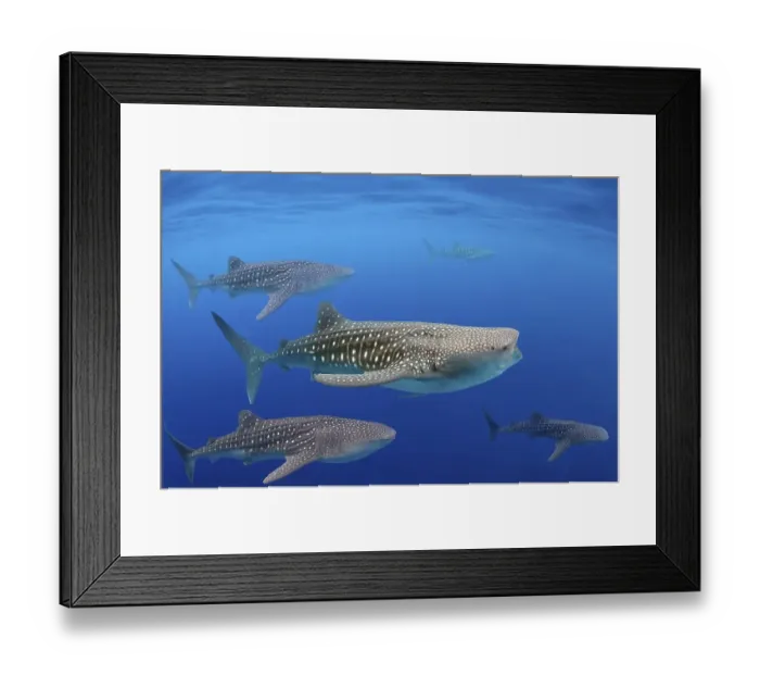 Framed Print : Whale shark (Rhincodon typus), Bohol Sea