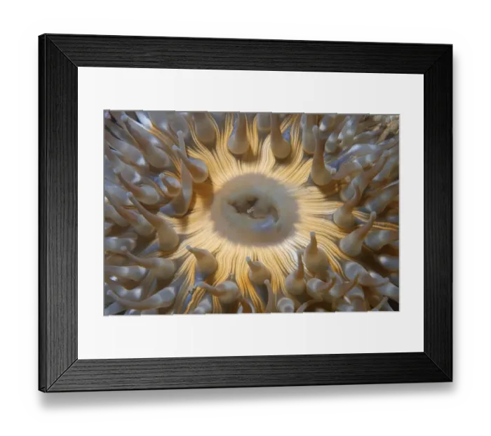 Framed Print : Anemone Japanese cnidopus (Cnidopus japonicus) Sea of Japan