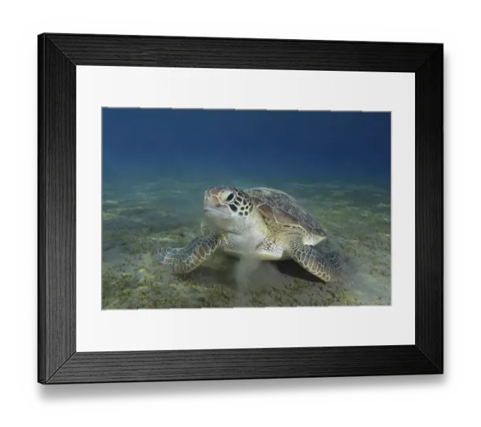 Framed Print : Green sea turtle (Chelonia mydas) on sandy bottom Framed Print : Green sea turtle (Chelonia mydas) on sandy bottom