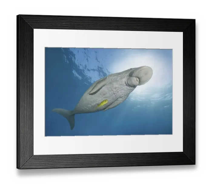 Framed Print : Dugong (Dugong dugon) with Golden Trevally (Gnathanodon speciosus) under water surface