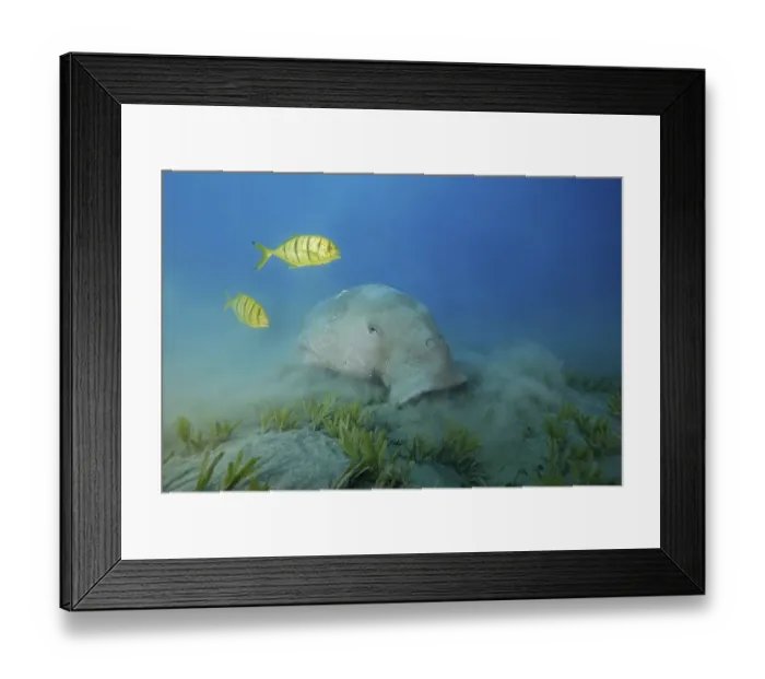 Framed Print : Dugong (Dugong dugon) eating sea grass