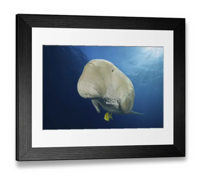 Framed Print : Dugong (Dugong dugon) with Golden Trevally (Gnathanodon speciosus) under water surface