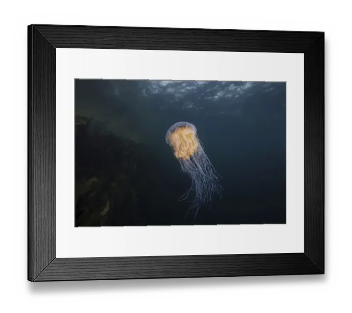 Framed Print : Lion's mane jellyfish (Cyanea capillata) in the blue water near reef Framed Print : Lion's mane jellyfish (Cyanea capillata) in the blue water near reef