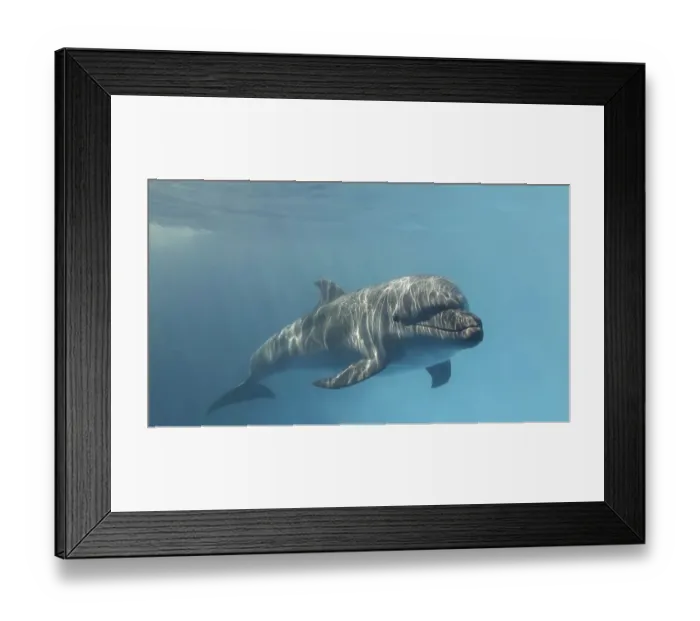 Framed Print : Young curious bottlenose dolphin looks at in the camera and smiles