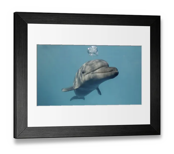 Framed Print : Young curious bottlenose dolphin looks at in camera and smiles blowing air bubbles