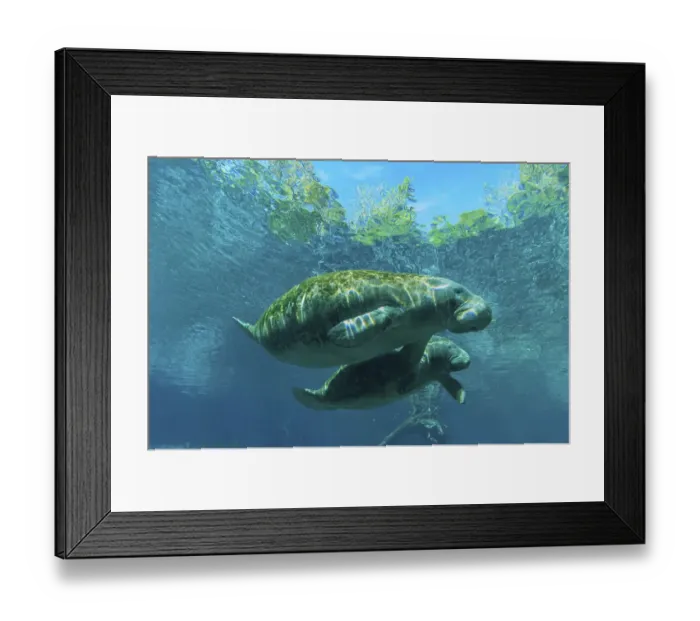Framed Print : Manatee (Trichechus manatus) with young animal Framed Print : Manatee (Trichechus manatus) with young animal