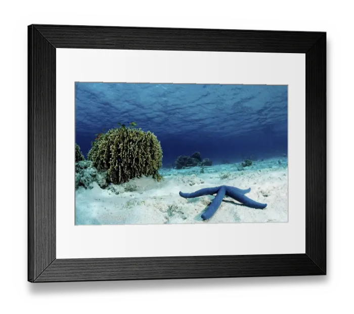 Framed Print : Blue Starfish (Linckia laevigata) Framed Print : Blue Starfish (Linckia laevigata)