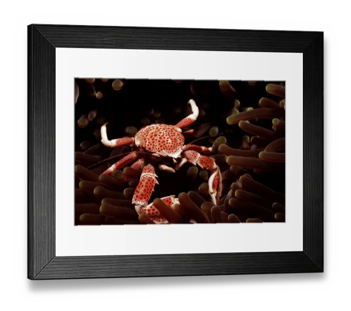 Framed Print : Porcelain Crab (Neopetrolisthes maculatus) Bali