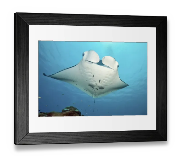 Framed Print : Manta swimming over cleaning station in coral reef Framed Print : Manta swimming over cleaning station in coral reef